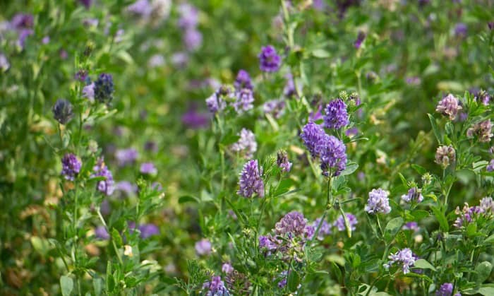 planting-dates-for-alfalfa