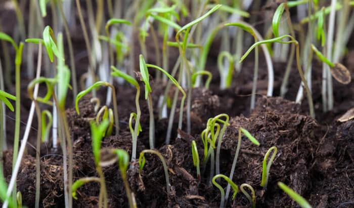 planting-grass-seed-in-spring