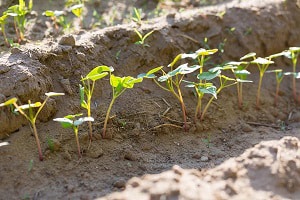 sowing-buckwheat