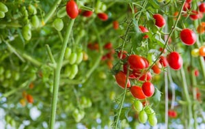 temperature-for-growing-tomatoes