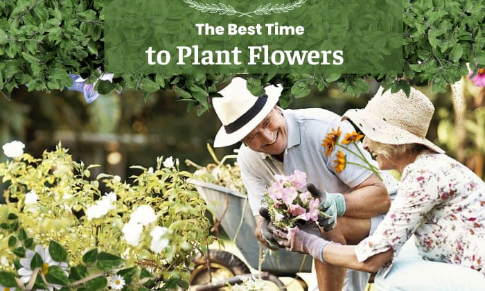 when is the best time to plant flowers