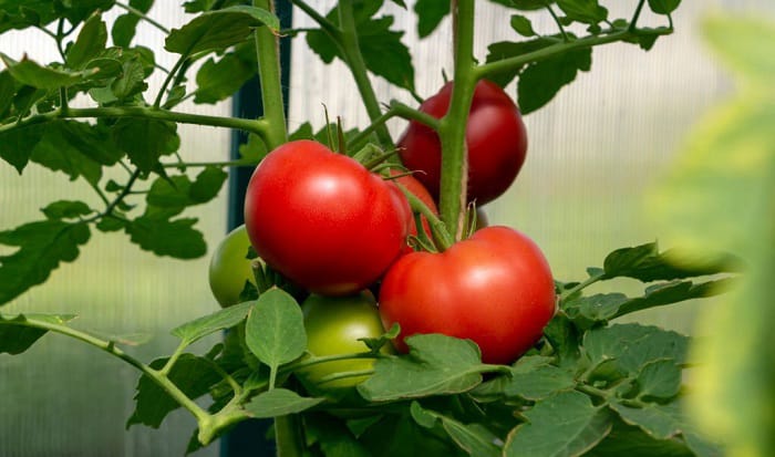 when-should-i-start-tomato-seeds