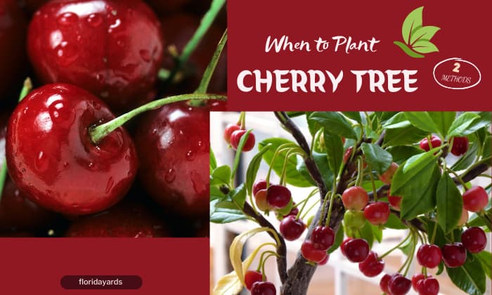 when to plant a cherry tree