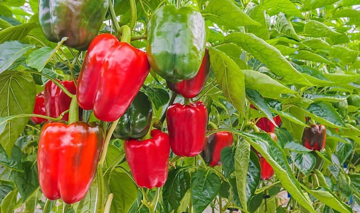 when to plant bell peppers in southern california