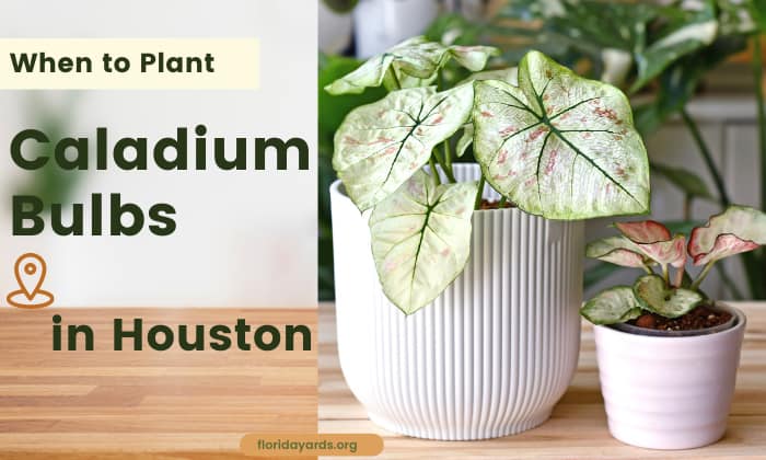 When to Plant Caladium Bulbs in Houston? (Best Time)