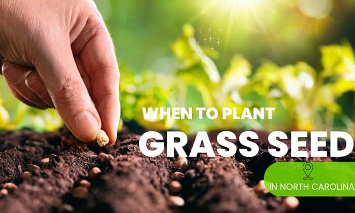 when to plant grass seed in north carolina