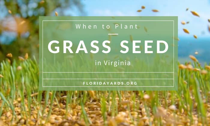 when to plant grass seed in virginia
