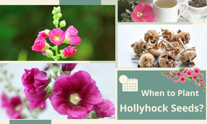  when to plant hollyhock seeds