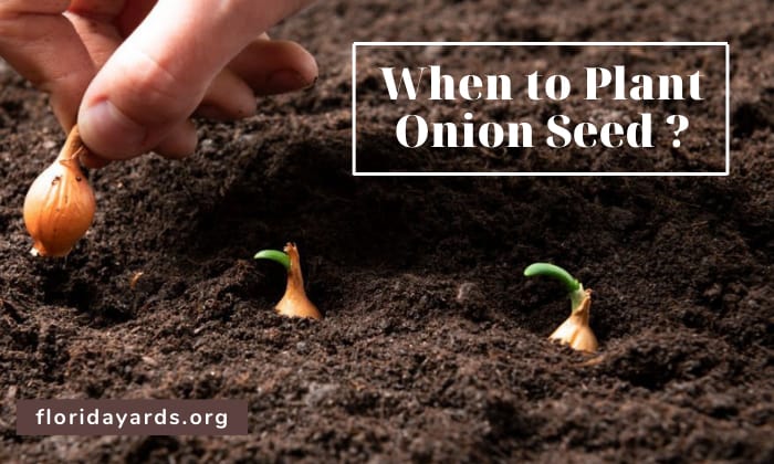 when to plant onion seed
