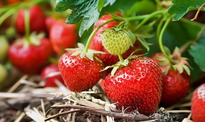 when to plant strawberries in texas