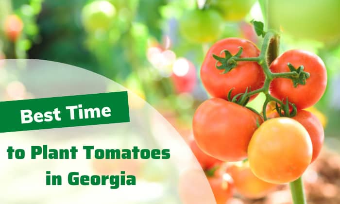 When to Plant Tomatoes in Georgia for Better Growth?