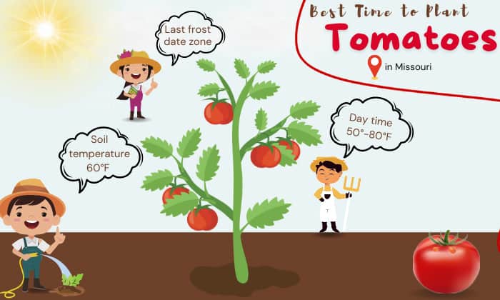 when to plant tomatoes in missouri