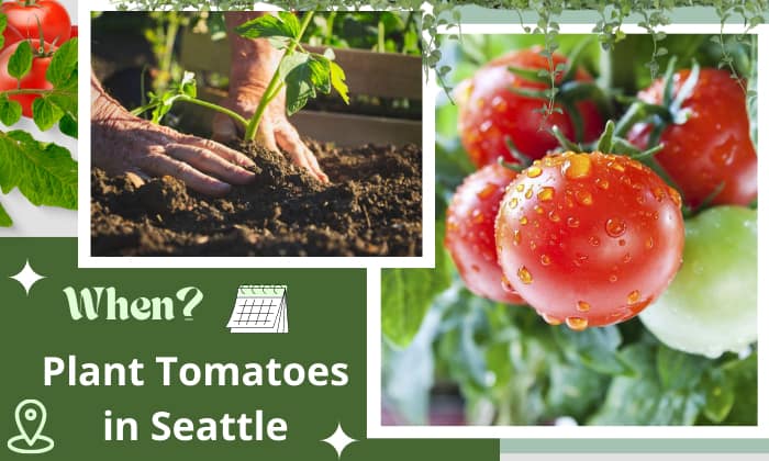 When to Plant Tomatoes in Seattle? Things to Know!