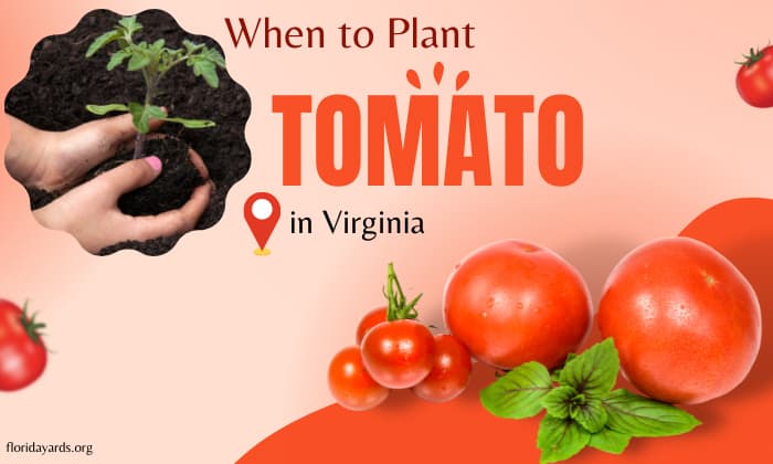 when to plant tomatoes in virginia