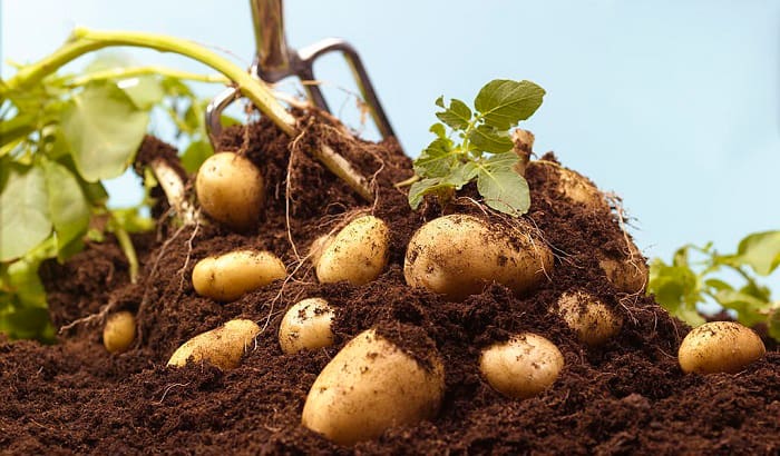 gardening-potatoes