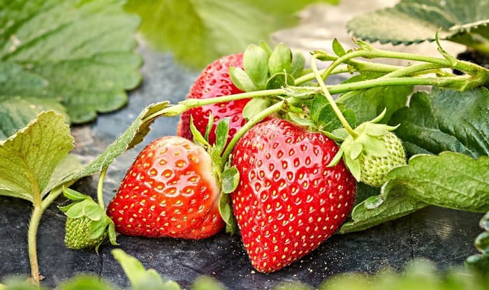 growing-strawberries-in-georgia