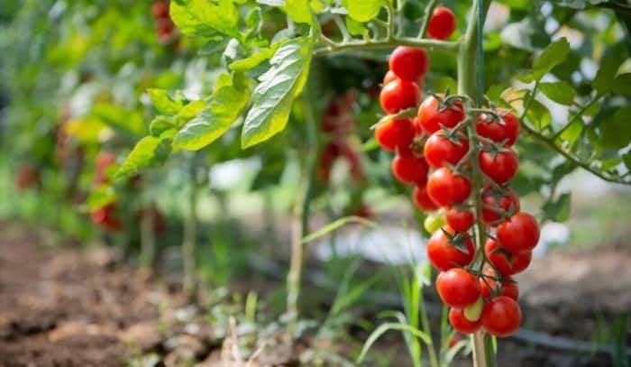 growing-tomatoes-in-oregon