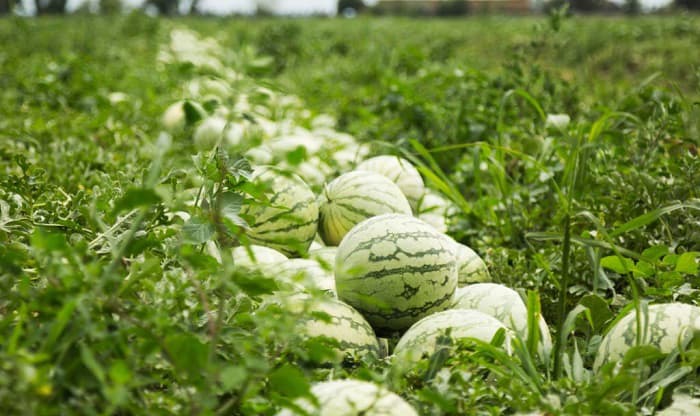 growing-watermelon-in-texas