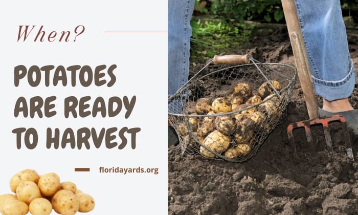 how to know when potatoes are ready to harvest