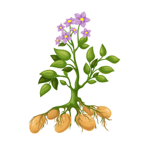 planting-Potato