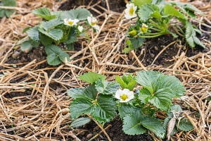 start-planting-strawberries