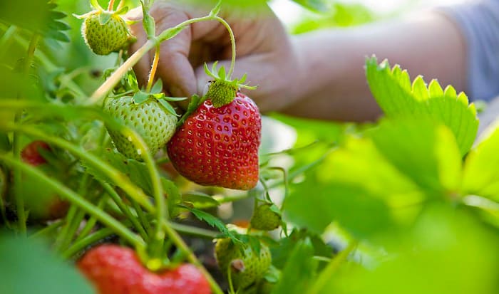 strawberry-garden