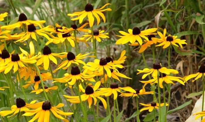 when to plant black-eyed susan seeds