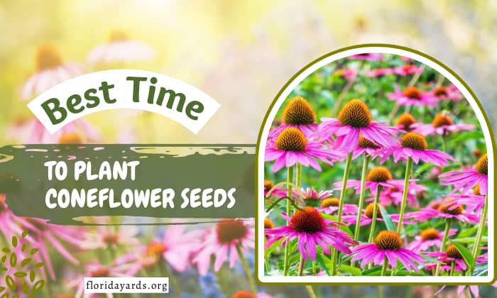 when to plant coneflower seeds