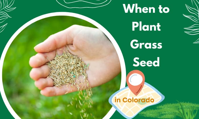 when to plant grass seed in colorado