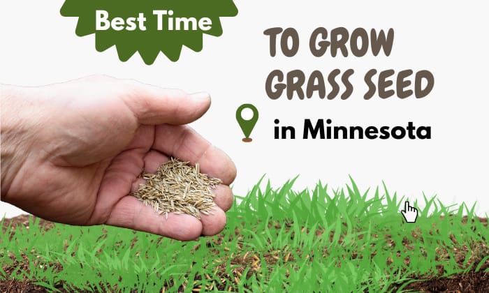 when to plant grass seed in minnesota