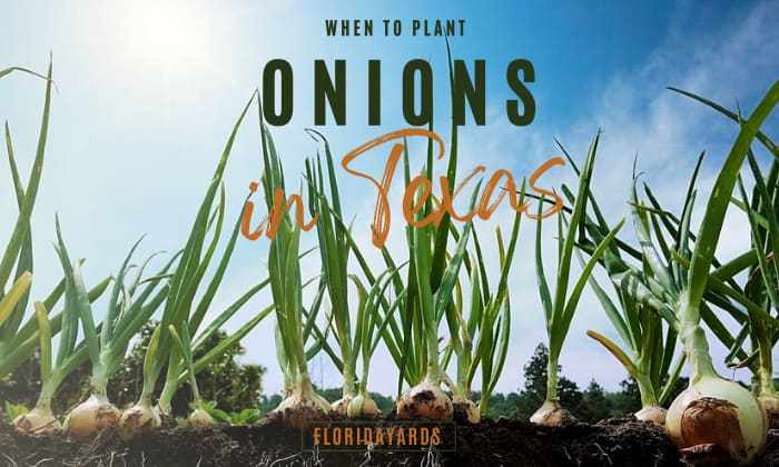 when to plant onions in texas