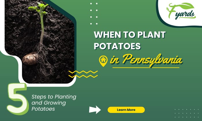 When to Plant Potatoes in Pennsylvania? & How to Plant?