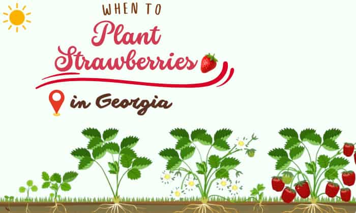 when to plant strawberries in georgia