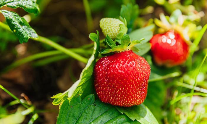 when to plant strawberries in north carolina