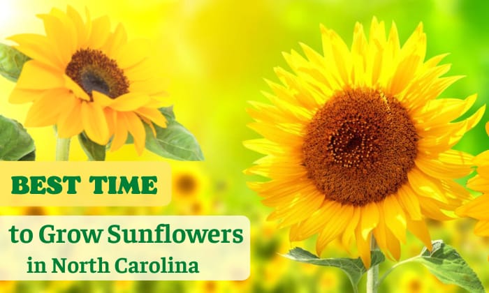 when to plant sunflowers in north carolina