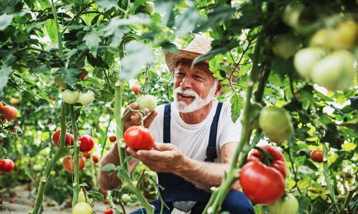 when to plant tomatoes in florida