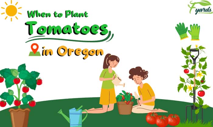 when to plant tomatoes in oregon