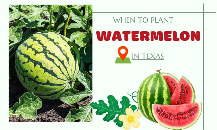 when to plant watermelon in texas