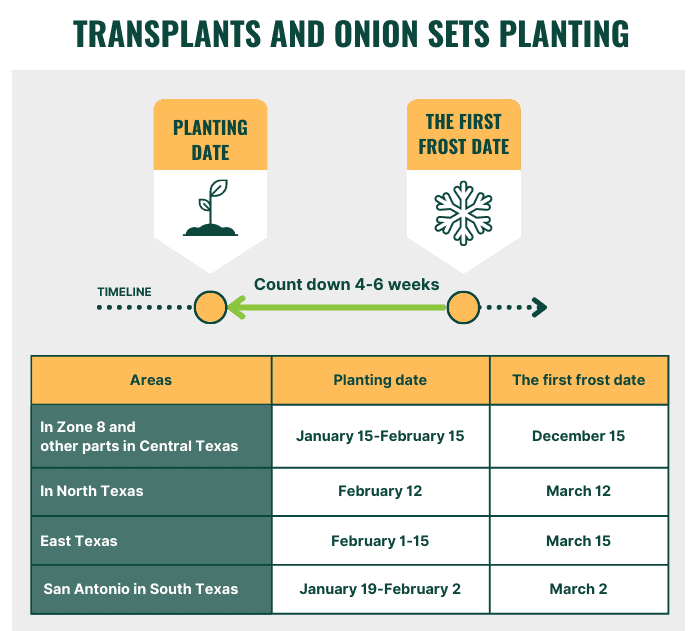 best-month-to-plant-an-onion