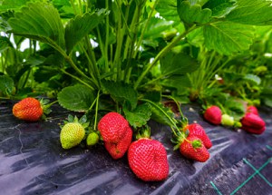 best-place-to-plant-strawberries