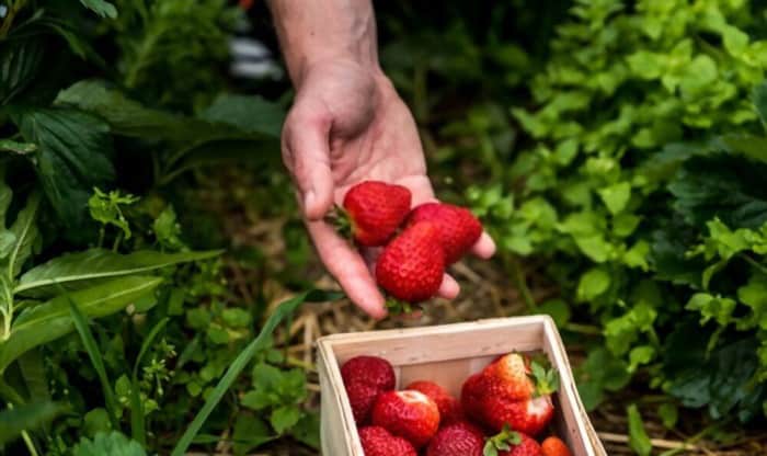 best-strawberry-plants-for-zone-7