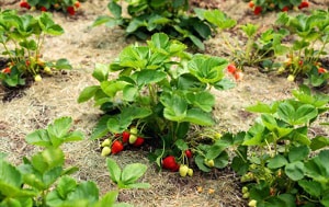 grow-strawberries-from-a-strawberry