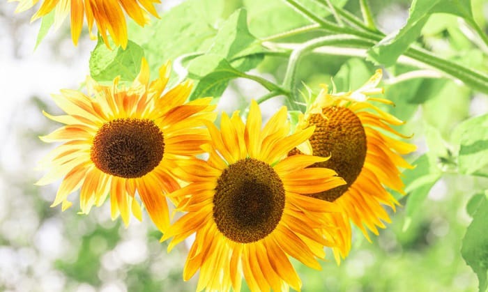 grow-sunflowers-in-michigan