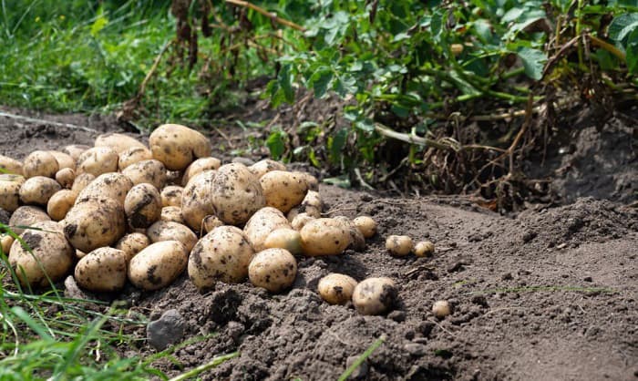 growing-potatoes-in-florida