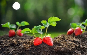 growing-strawberries-in-ohio
