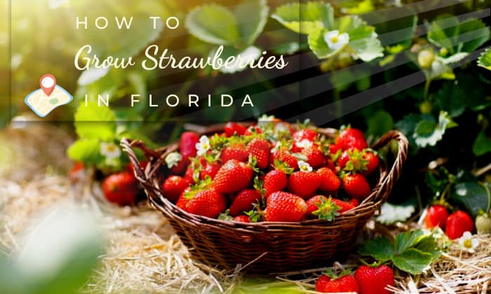 how to grow strawberries in florida