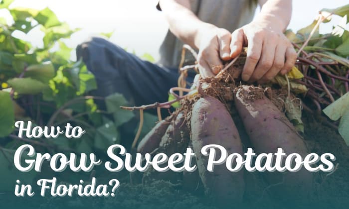 how to grow sweet potatoes in florida
