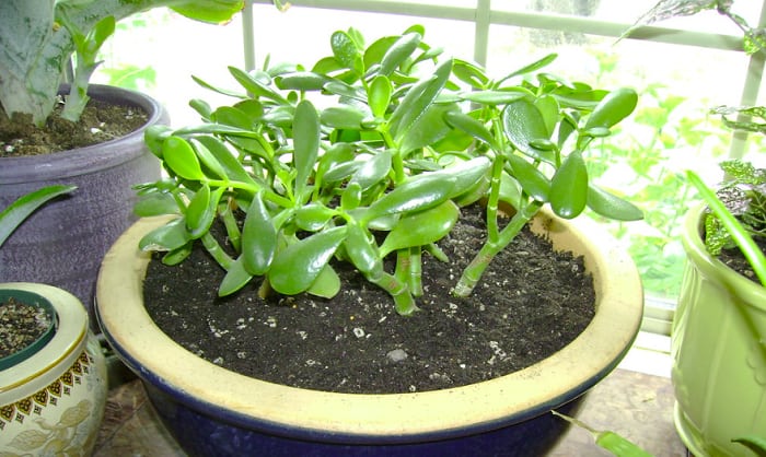 jade-plant-repotting