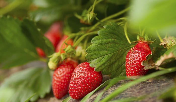 plant-bare-root-strawberries