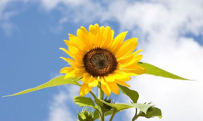 planting-sunflowers-in-michigan